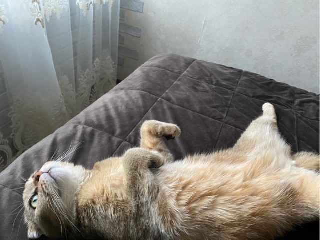 Его зовут Кот