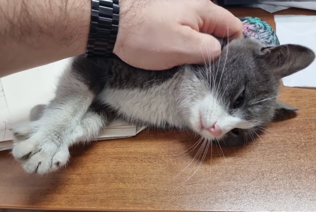 К котовторнику