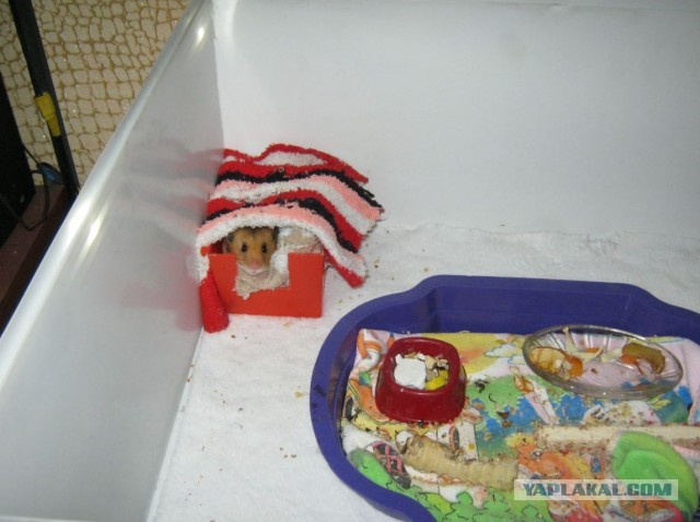 Хомяк как член семьи,или пожизненный all inc..