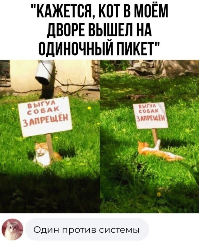 Так себе картинки 20.07.23