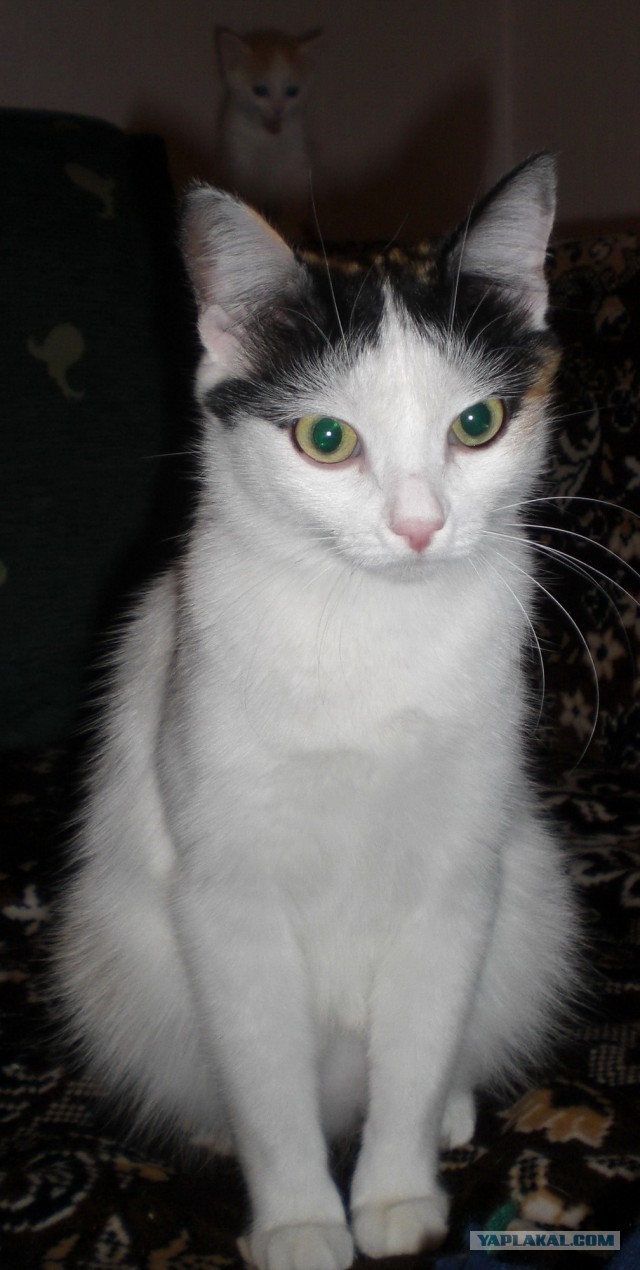 Котовторник 16.04.2013