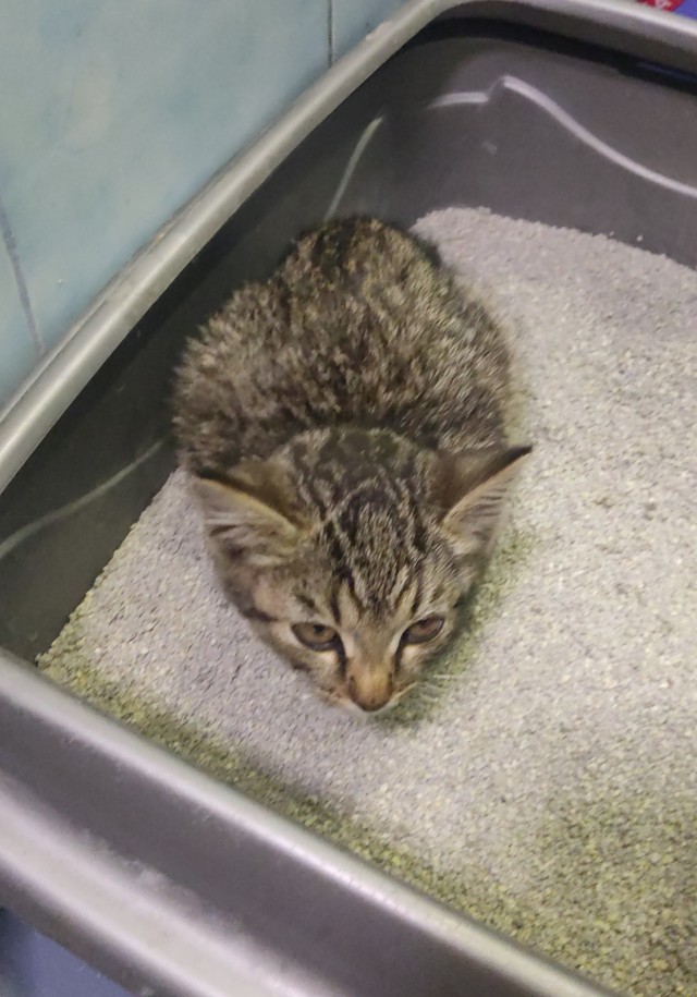 Неожиданное пополнение в семействе.