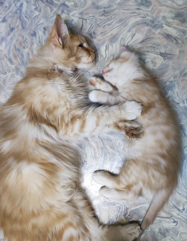 Котовторник Рыжих