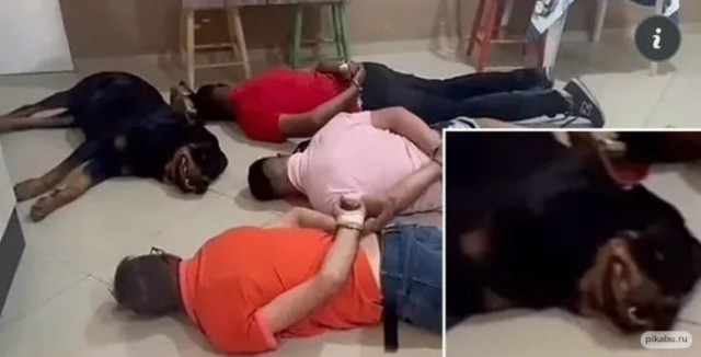 Отряд быстрого деградирования