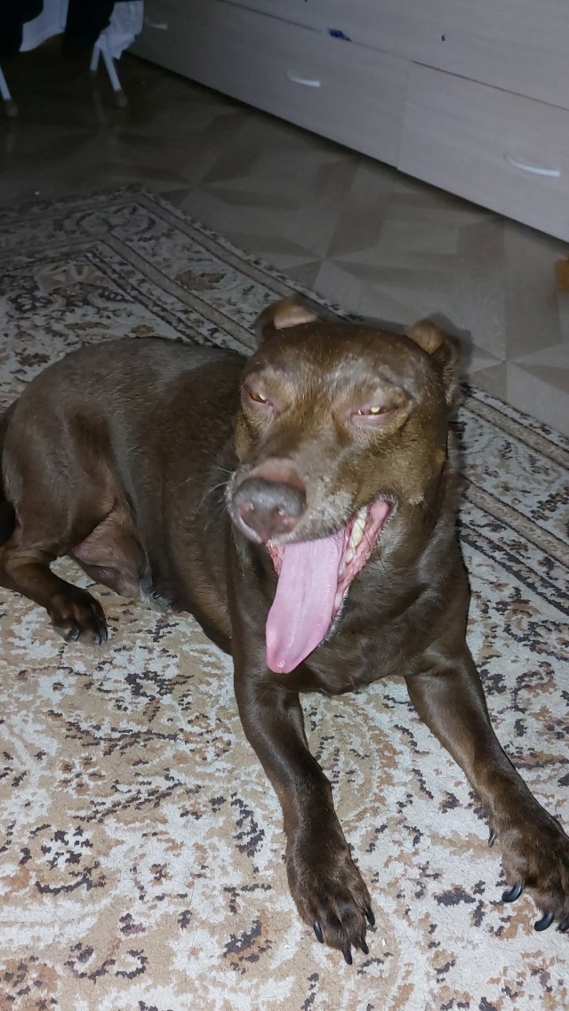 Моя чебурашка