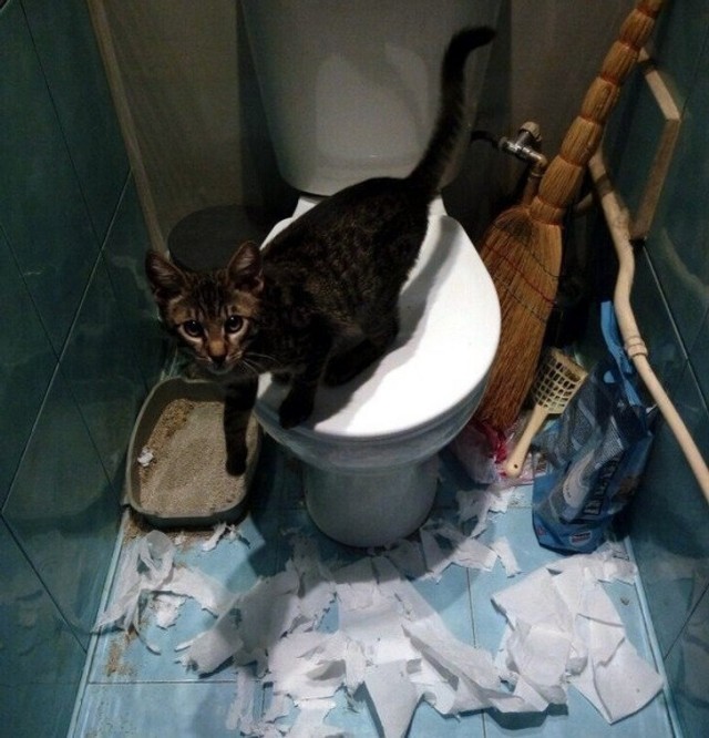 20 котиков, которые могли бы вести себя по-нормальному, но зачем, если их и так любят?