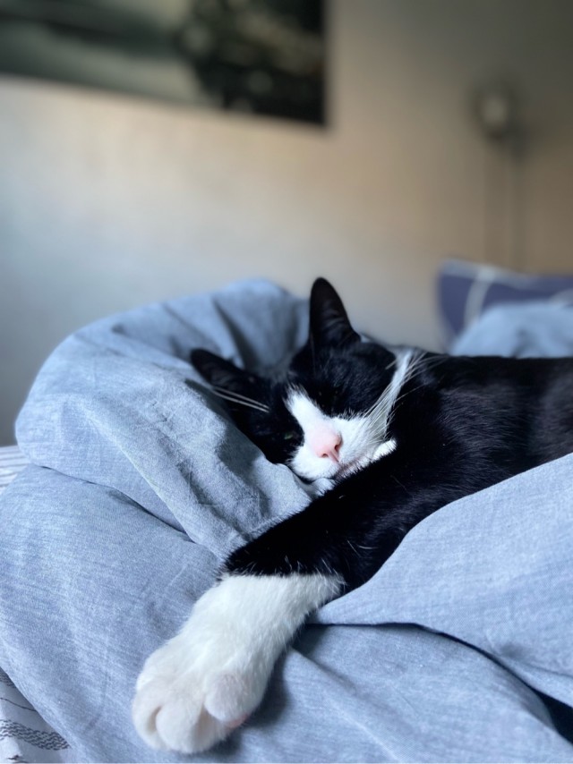 Котовторник!