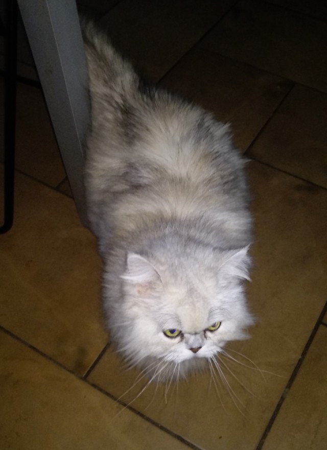 Как зовут вашего кота?