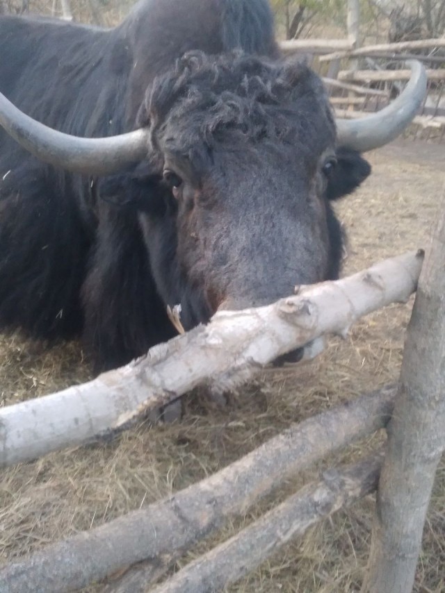 Веселая ферма: готовимся к зиме