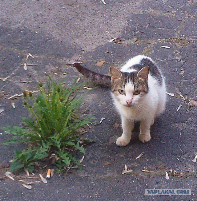 Котовторник 04.06.2013