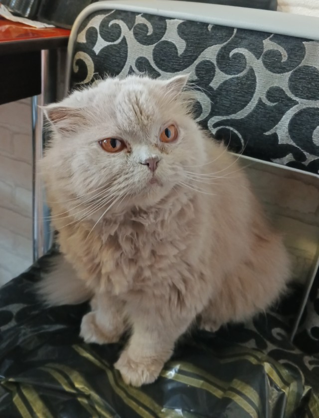 Совпало с котовторником.