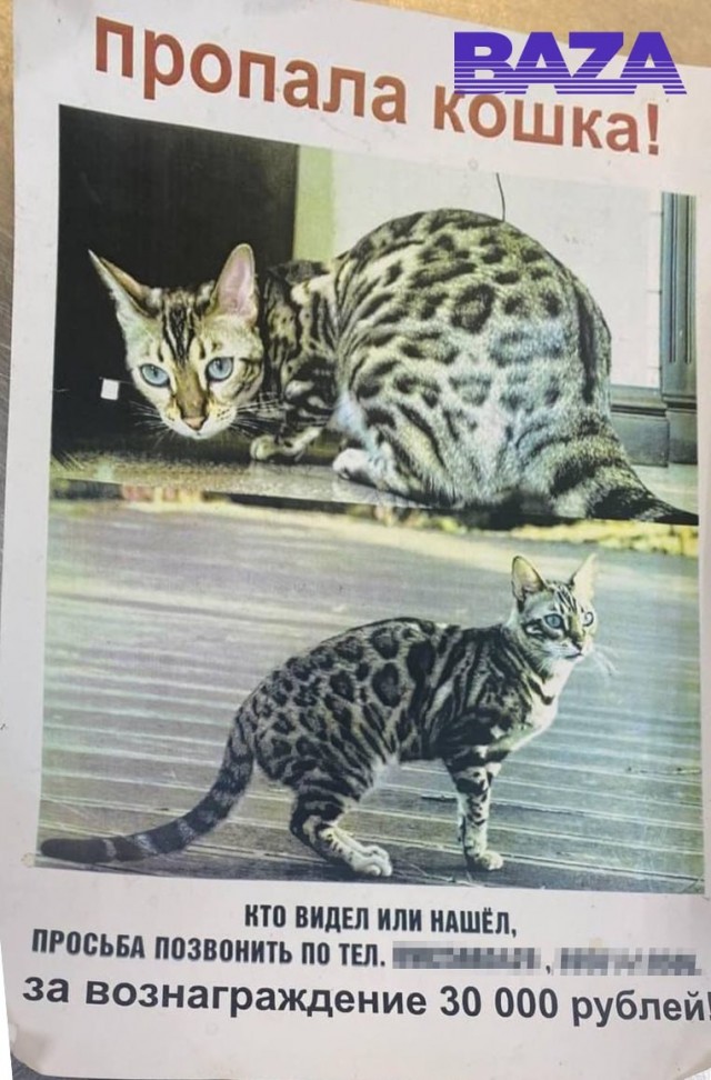 Депутат иркутского заксобрания две недели ищет любимую кошку губернатора области Игоря Кобзева