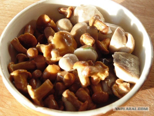 Лисички маринованные, Запасаюсь на зиму
