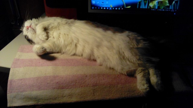 Котовторник