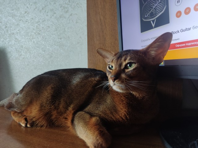 Моему коту Тому 2 года