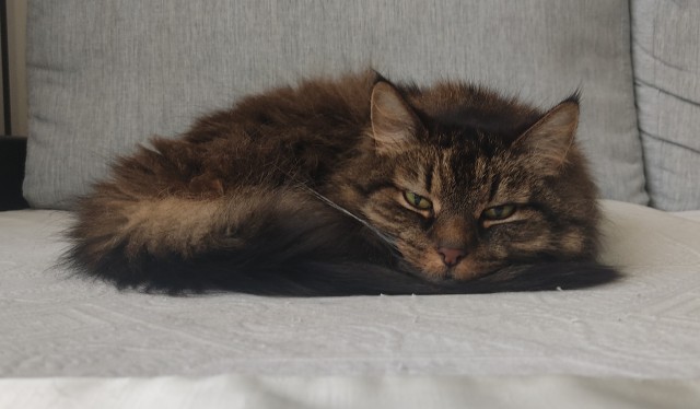 Коты не всегда на лапы