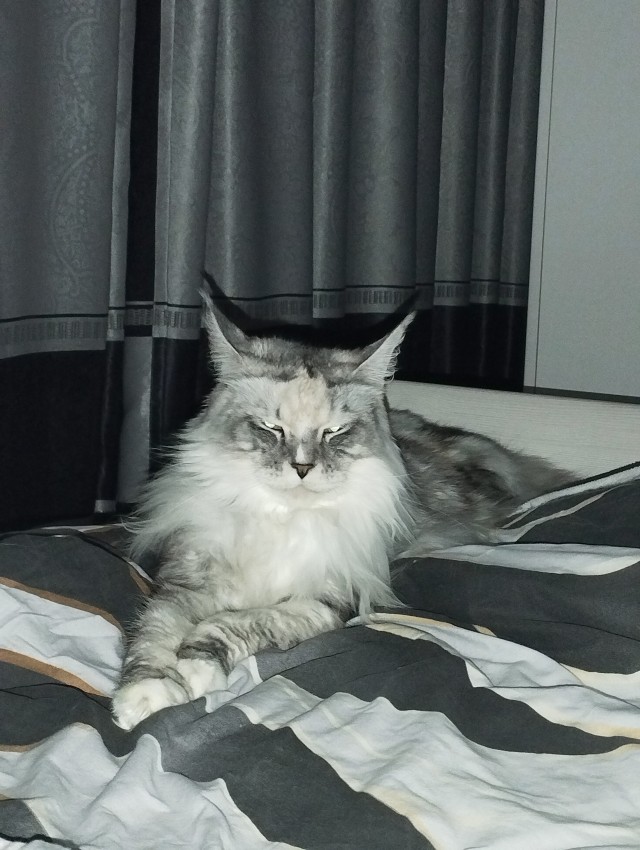Кот мейн-кун, о котором не заботились