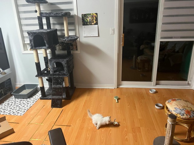 Напугал кошку пердежом