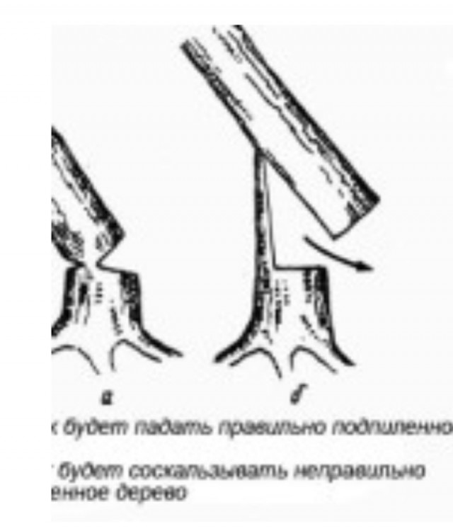 Безопасный метод валки деревьев