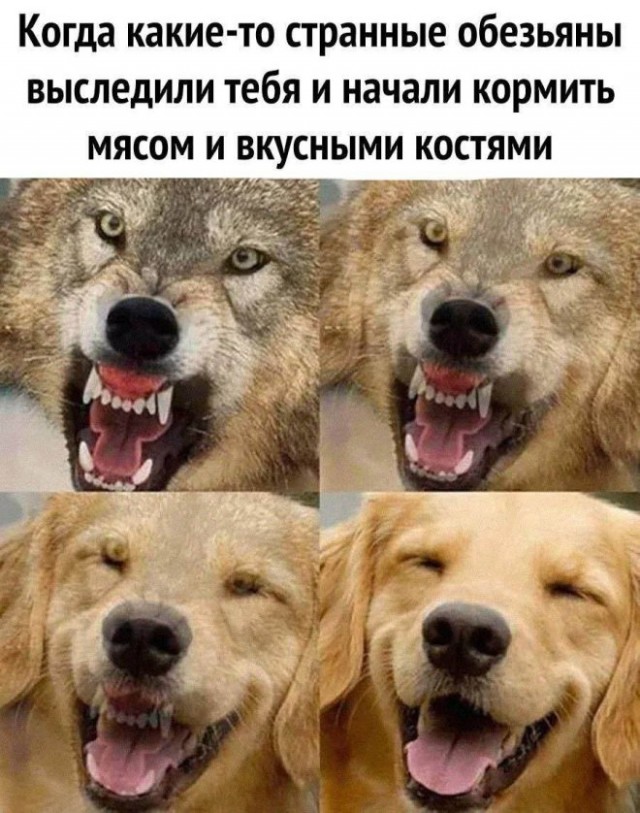 Картиночки, баянчики 30 января