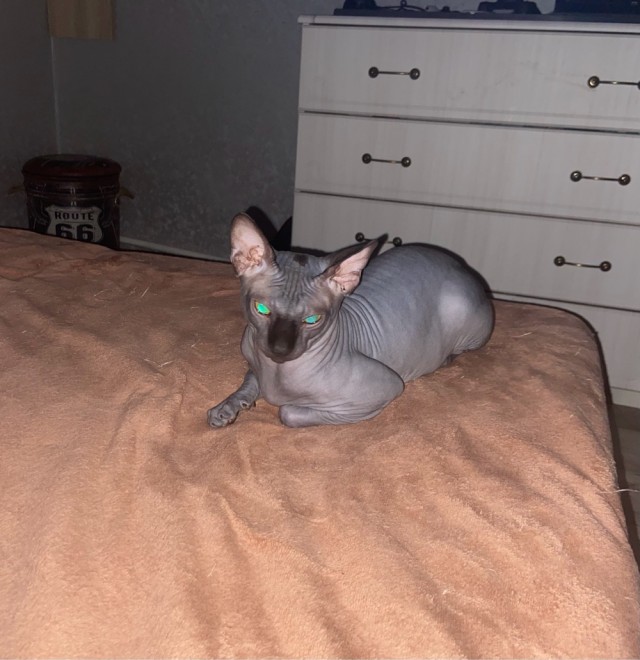 В защиту кошек породы Сфинкс канадский...