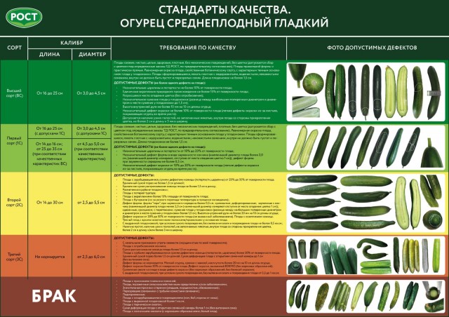 Огурцы в Дубае стоят почти в 10 раз дешевле, чем в России