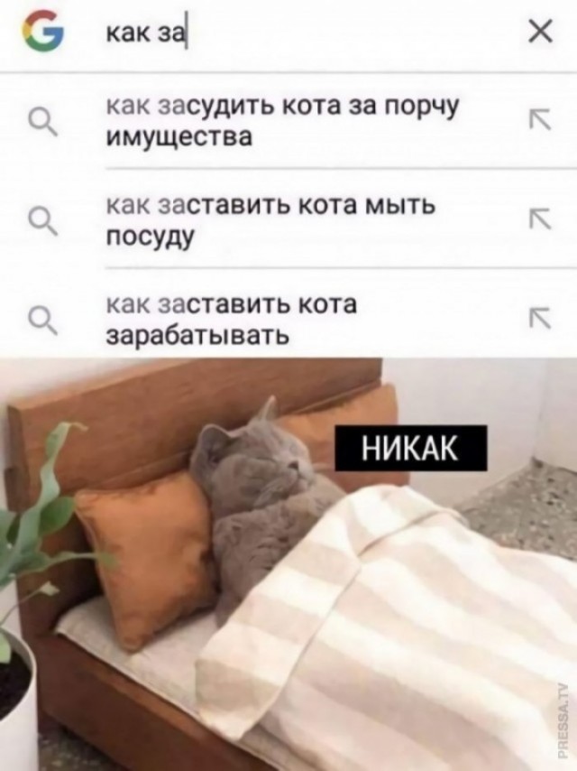 Котямбосы