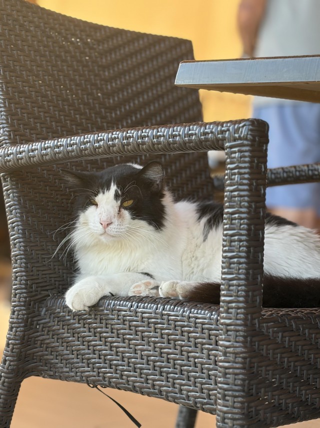 Уличные котики
