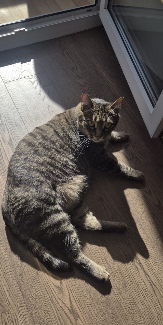 Котовторник же!