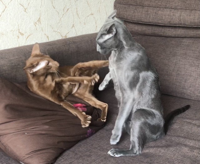 Кошачье ММА