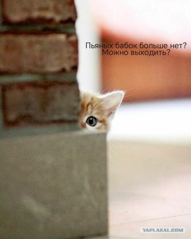 ДНК-тест