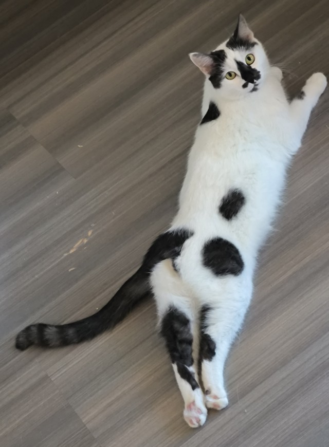 Котовторник 29.09.2026