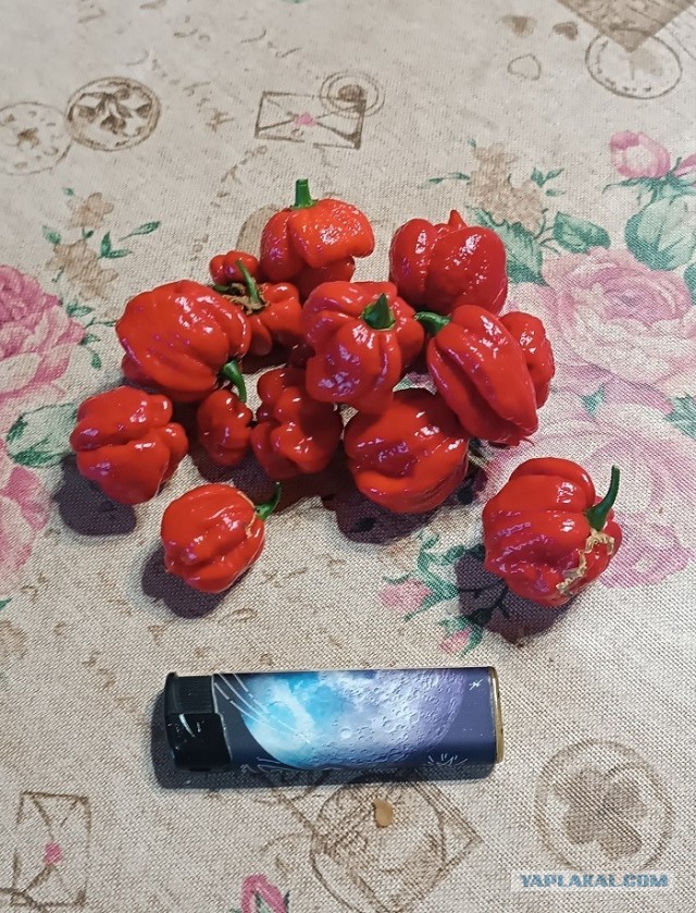 Каролинский жнец