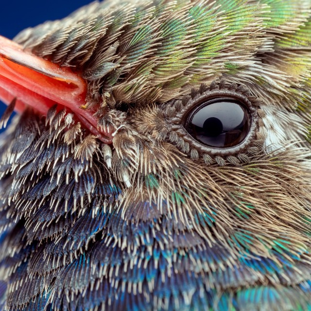 Оказывается, у колибри есть реснички.