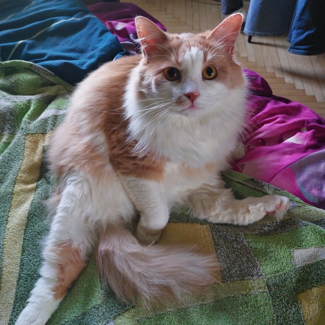 Котовторник