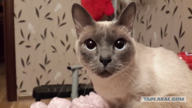 Котовторник 04.03.2014