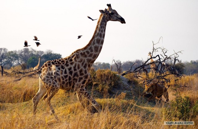 Конкурс фотографии National Geographic 2010