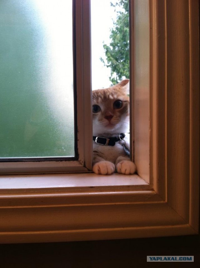 Котовторник 05.03.13