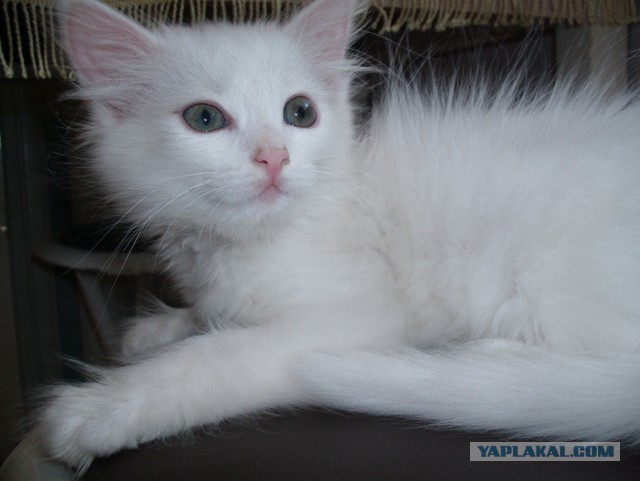 Котовторник 27.5.2014