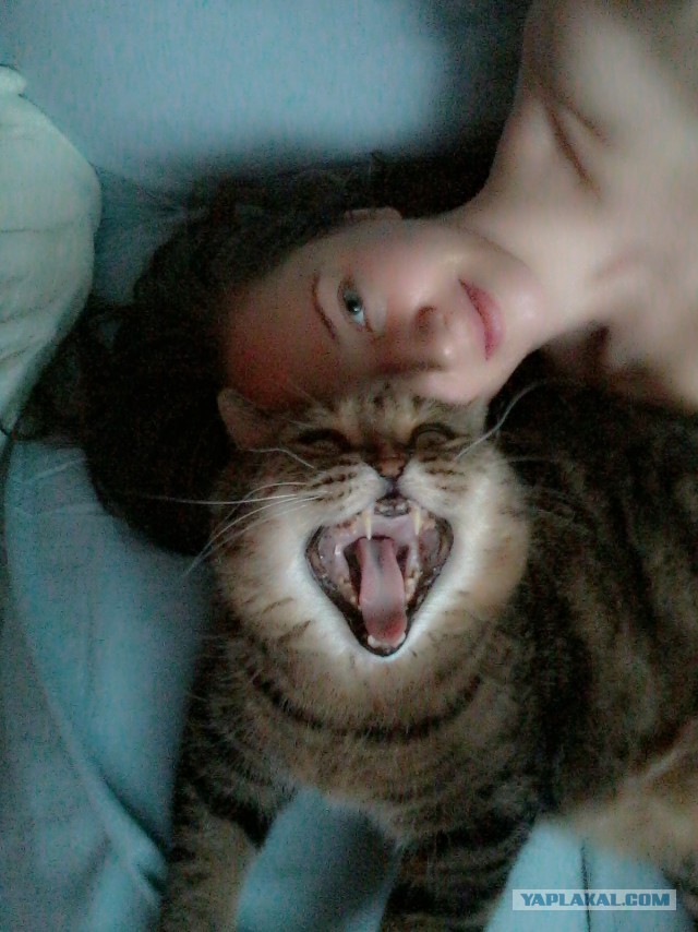 А у тебя есть фото твоей зевающей котейки ?