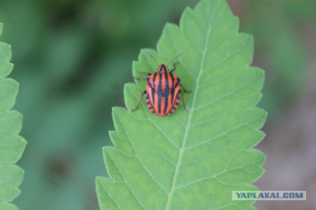 Дорога из Киева и из Москвы в Ялту.