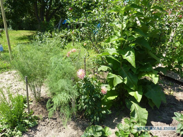 Чем мы бесим Америку и страдальцев по фуагра,