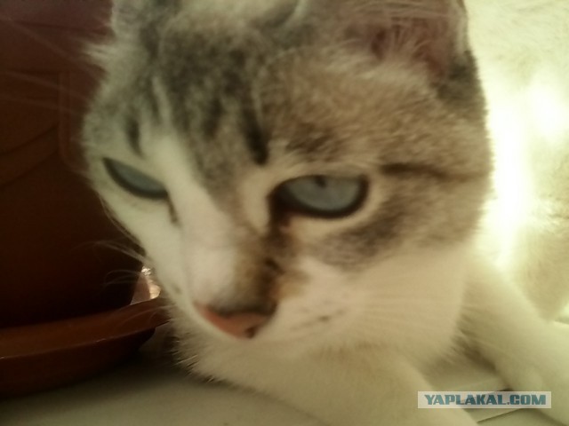 Котовторник 26.08.14.