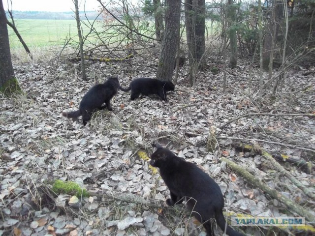 Жизнь домашнего приюта для котеек 34