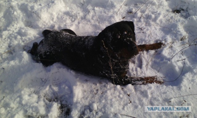 Собакочетверг 26.02.2015