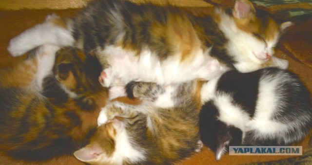 Котовторник 24.03.2015