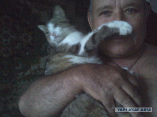 Котовторник 16.06.2015., Котовторник наступил!