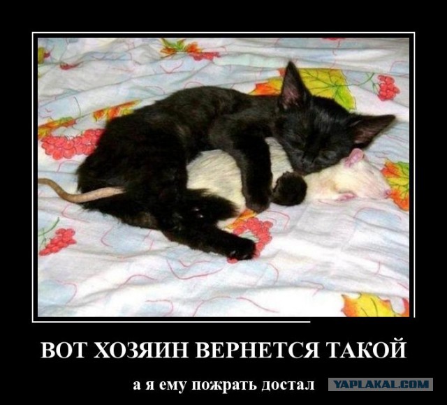 Подборка баянов.