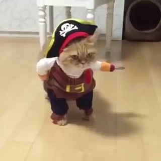 Пират!