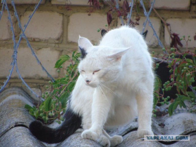 Котовторник 24.11.2015